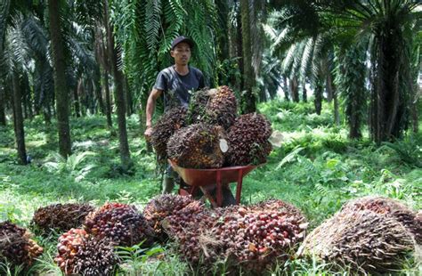 Import Minyak Sawit India Melonjak Peratus Utusan Sarawak