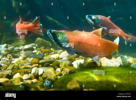 Kokanee Landlocked Sockeye Salmon In Spawning Colors Stock Photo Alamy