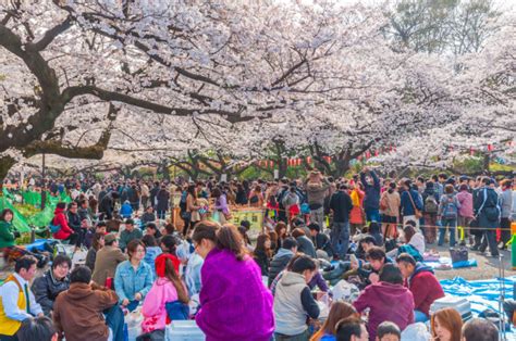 Cherry Blossoms Are Early But You Can Still Do Last Minute Hanami