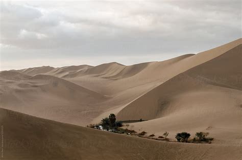 Oasis Among Sand Dunes In The Desert By Stocksy Contributor Alice