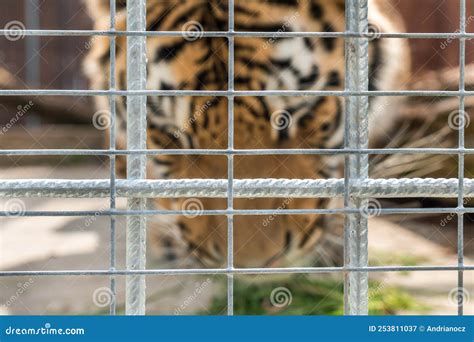 Tiger In A Cage In A Zoo Stock Image Image Of Dangerous 253811037