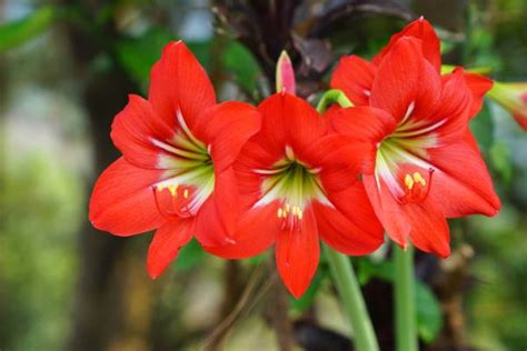 Planta AMARILIS o AMARYLLIS Cuidados y Reproducción