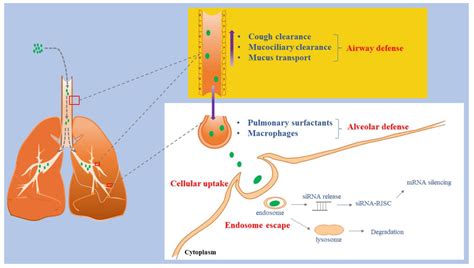 Pharmaceutics Free Full Text Inhaled SiRNA Formulations For