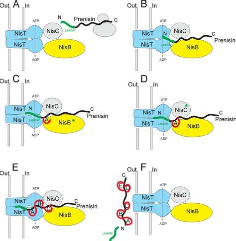 Working Model Of Nisin Biosynthesis A Prenisin Is Synthesized