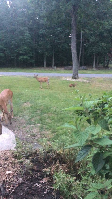 Baby fawn bouncing and playing 🤗 : r/deer