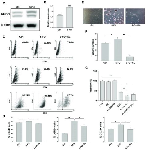 Isoliquiritigenin ISL Inhibited 5 Fluorouracil 5 FU Induced