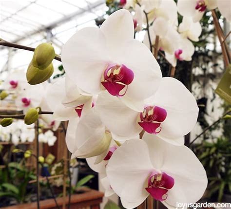 C Ch Ch M S C C Y Lan H I P Phalaenopsis Orchid C D I