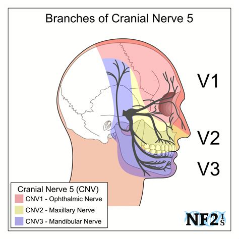 CN5 Trigeminal Nerve