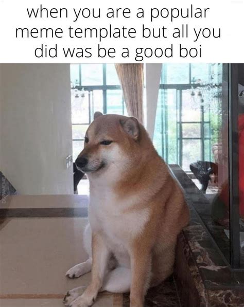 Yep, that's the real image of the shiba inu : r/memes