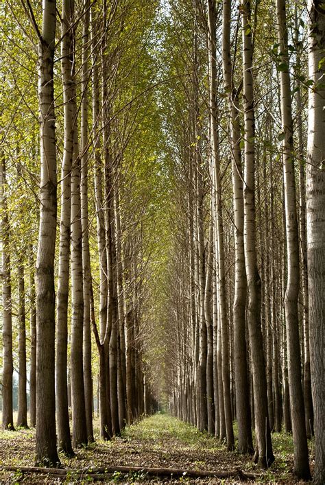 Bosque Árboles Planta Foto gratis en Pixabay Pixabay