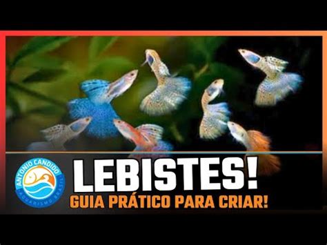 Guia Completo Para Criar Peixe Guppy Em Aqu Rio Youtube