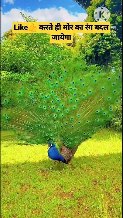 Peafowl Bird Soundscall Peacock Birds Amazing Shorts Viral 🦚🦚🦚🦚