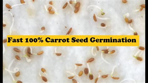 Grow Carrots Fast 100 Carrot Seed Germination It S Clean And Easy