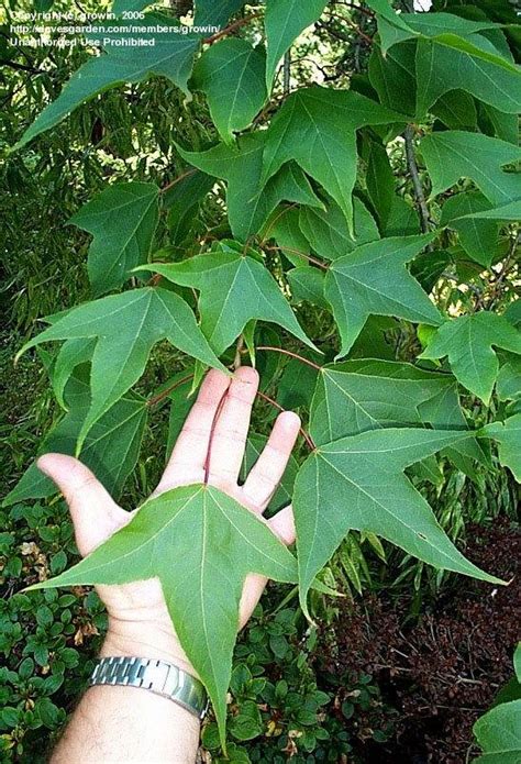 Plantfiles Pictures Liquidambar Species Formosa Sweetgum Sweet Gum