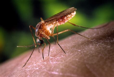 Free picture: up-close, details, image, mosquito