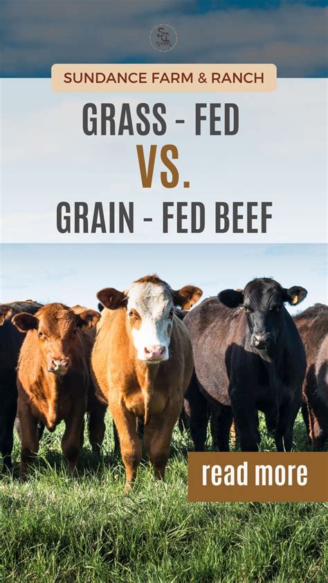 Grass Fed Vs Grain Fed Beef Unveiling The Meat Showdown