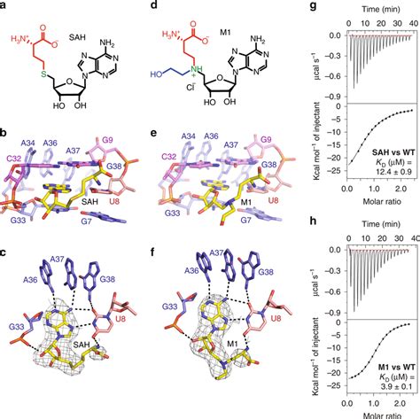 Structures Of Sam Vi Riboswitch Bound To Non Cognate Sah And A Ligand