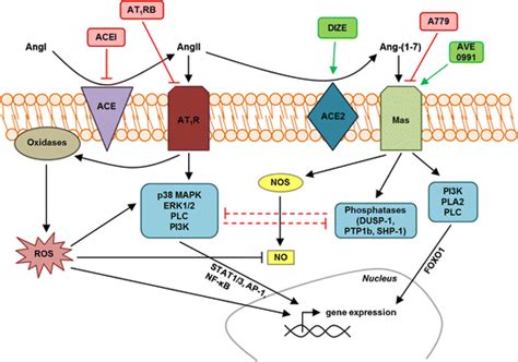 Proposed Ang Mas Signaling Pathways Counterregulating The