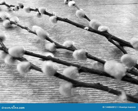 Catkin Pussy Willow Branches With White Catkins On Wooden Background