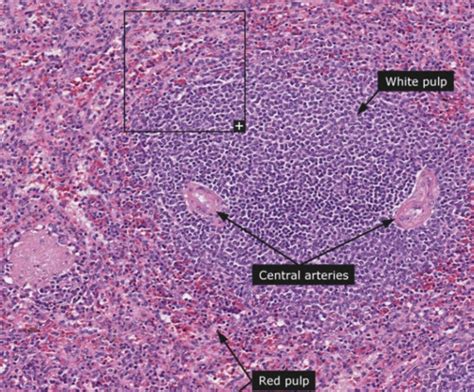 Anatomy Lab Exam 3 Histology Flashcards Quizlet