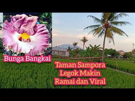 Taman Sampora Legok Makin Viral Dengan Kemunculan Bunga Bangkai Youtube