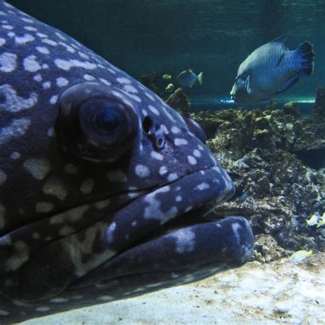 Premium Photo Close Up Of Fish Swimming In Aquarium