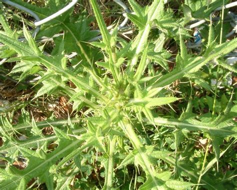 What Are Thistle Weeds And How To Control In Your Lawn