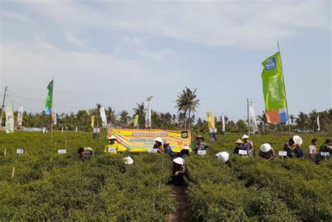 Kulon Progo Dorong Petani Tingkatkan Produksi Cabai Republika Online