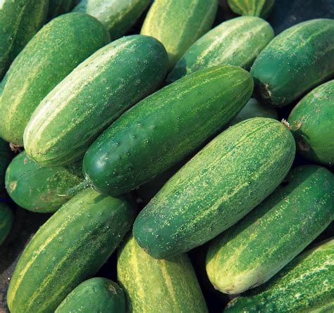 The Nutritional Benefits Of Cucumbers