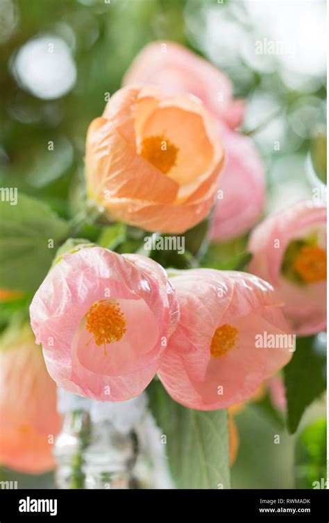 Abutilon Detail Hi Res Stock Photography And Images Alamy