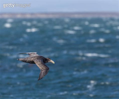 Southern Giant Petrel Macronectes Giganteus Falklands