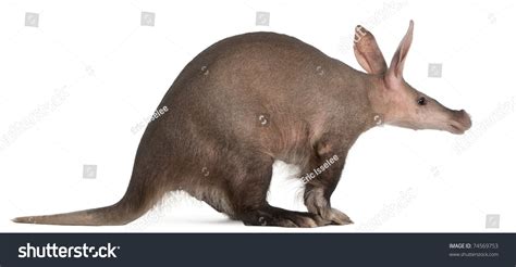 Aardvark Orycteropus 16 Years Old Front Stock Photo 74569753 Shutterstock