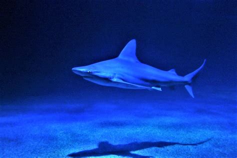 Oceanogràfic València: Birth in the shark tunnel - zoosmedia