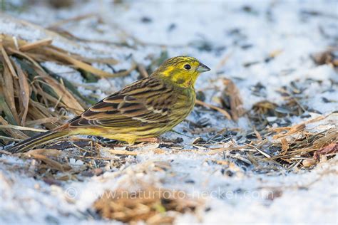 Goldammer Naturfoto Frank Hecker