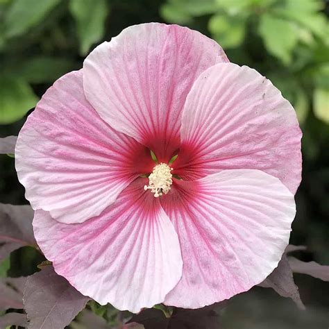 Amazon YEGAOL Garden 10Pcs Dinner Plate Hibiscus Seeds Perennial