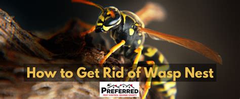 How To Get Rid Of Wasp Nest Orange County Pest Control