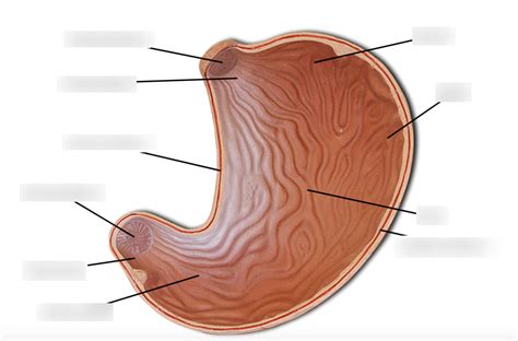 Digestive System Pal Anatomical Model Diagram Quizlet