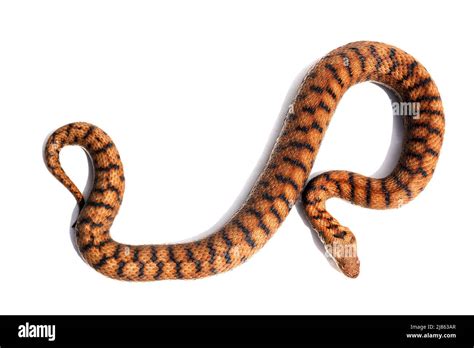 Asp Viper In Studio On White Background Native To Central France