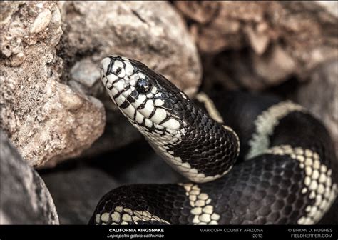 California Kingsnake Cave Creek Snakes