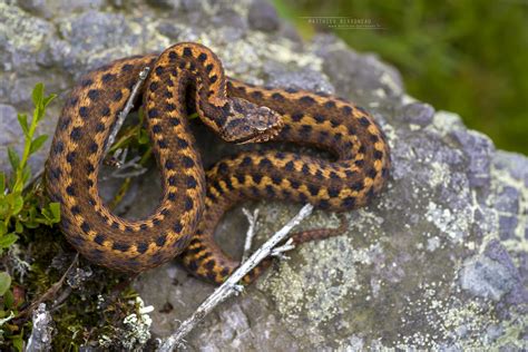 Vipère de Seoane Vipera seoanei Seoane s Viper matthie Flickr