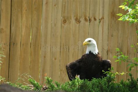 Southern Bald Eagle Stock Image Image Of Wings Bald 274829771