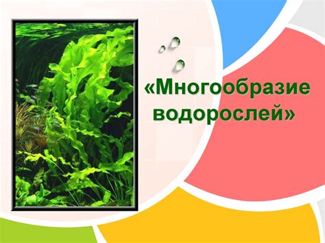 Многообразие водорослей (1) - online presentation