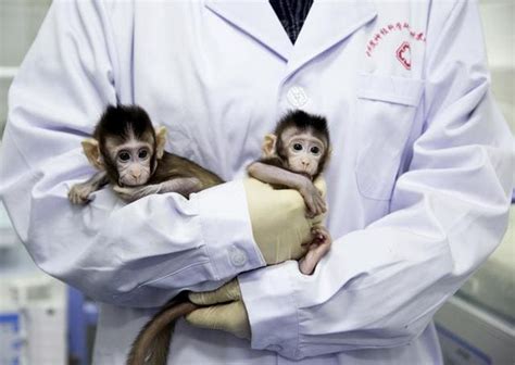 First monkeys cloned by process that made Dolly the sheep | World News ...