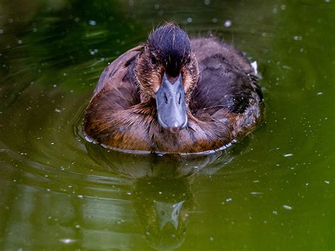 Whats On In Gloucestershire Critically Endangered Ducks Hatch At Wwt