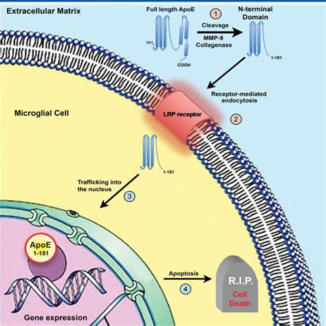 Trafficking Of An Amino Terminal Fragment Of Apoe To The Nucleus