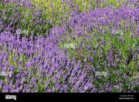 English Lavender, Lavandula angustifolia "Hidcote Blue Stock Photo - Alamy