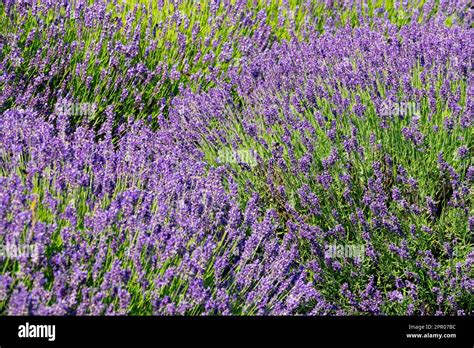 English Lavender Lavandula Angustifolia Hidcote Blue Stock Photo Alamy