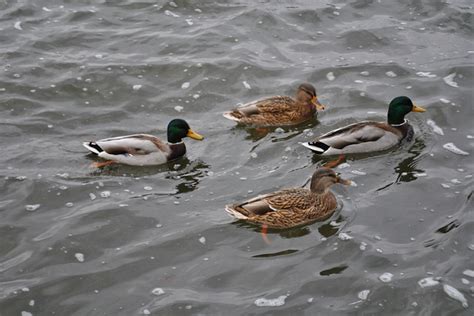 Duck Birds Water Free Photo On Pixabay Pixabay