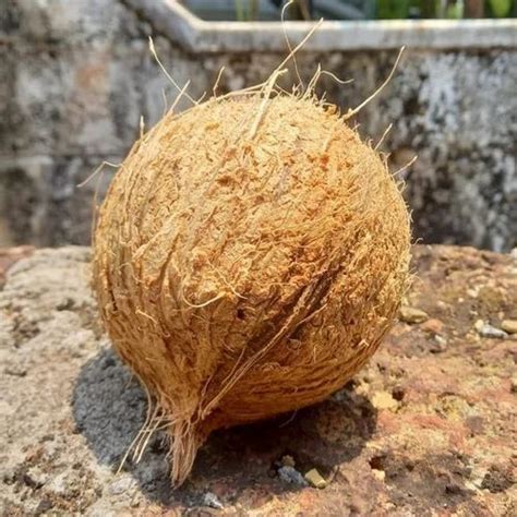 A Grade Solid Semi Husked Coconut Coconut Size Medium At Rs 29 Kg In