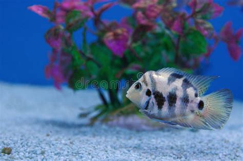 The Convict Cichlid Fish Amatitlania Nigrofasciata Stock Photo